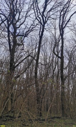 Территория перспективного расширения ООПТ местного значения Городская роща