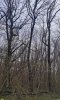 Территория перспективного расширения ООПТ местного значения Городская роща