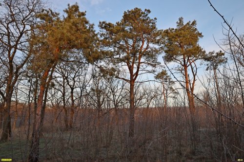 Перспективная ООПТ Юго-Западный Кропоткинский лес
