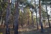 Перспективная ООПТ Лес на улице Шоссейной (г.Кропоткин)
