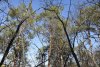 Перспективная ООПТ Массив сосны