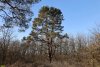 Перспективная ООПТ Массив сосны
