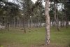 Перспективная ООПТ Сосновая роща (расширение)