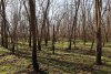 Перспективная зелёная зона в ст.Темижбекской (2)