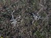 Полынь в перспективной ООПТ Темижбекский высокий берег