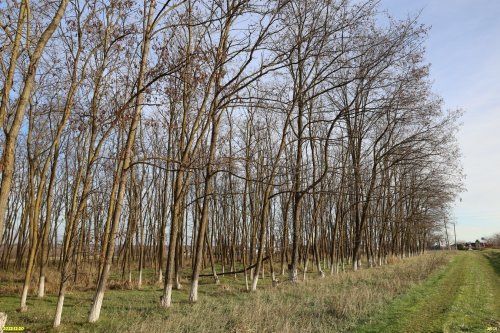 Перспективная зелёная зона в ст.Темижбекской (1)