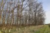 Перспективная зелёная зона в ст.Темижбекской (1)