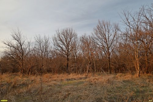 Перспективная ООПТ Городищенский лес