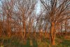 Перспективная ООПТ Городищенский лес