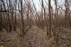 Перспективная ООПТ Городищенский лес