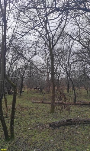 Перспективная ООПТ Урочище Плиты