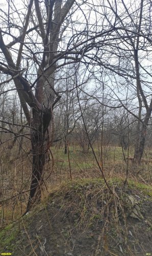 Перспективная ООПТ Урочище Плиты