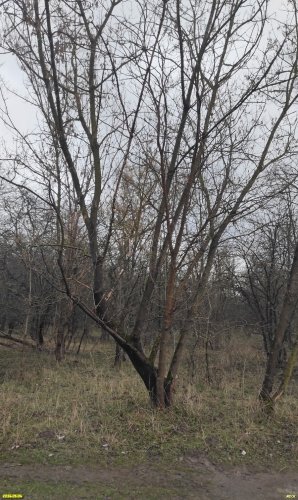 Перспективная ООПТ Урочище Плиты