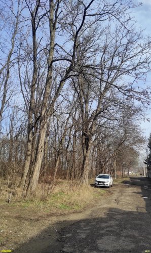 Робиния лжеакация на окраине Восточно-Армавирской рощи