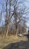 Робиния лжеакация на окраине Восточно-Армавирской рощи