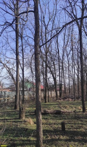 Чёрный орех на окраине Восточно-Армавирской рощи
