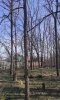 Чёрный орех на окраине Восточно-Армавирской рощи