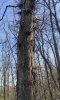 Гледичия трёхколючковая в Восточно-Армавирской роще