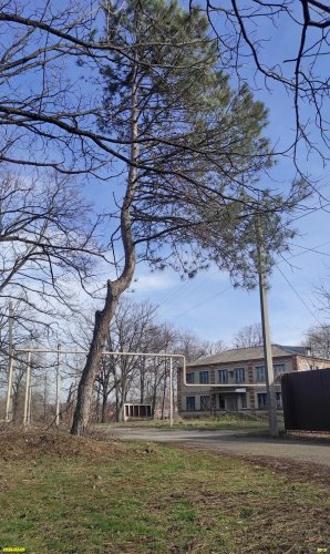 Сосна крымская на окраине Восточно-Армавирской рощи