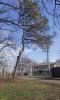 Сосна крымская на окраине Восточно-Армавирской рощи