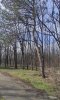 Сосна крымская на окраине Восточно-Армавирской рощи