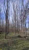 Ряды чёрного ореха на окраине Восточно-Армавирской рощи