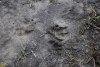 Следы лисицы или шакала в перспективной ООПТ Чодайский лес