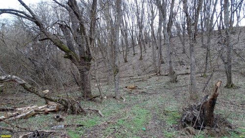 Перспективная ООПТ Чодайский лес