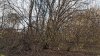 Лещина обыкновенная в перспективной ООПТ Чодайский лес