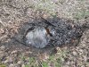 Выход нефти в Дальнем лесу