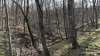 Перспективная ООПТ Дальний лес 