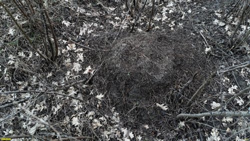 Живой муравейник в перспективной ООПТ Бугайский лес