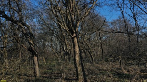 Перспективная ООПТ Бугайский лес