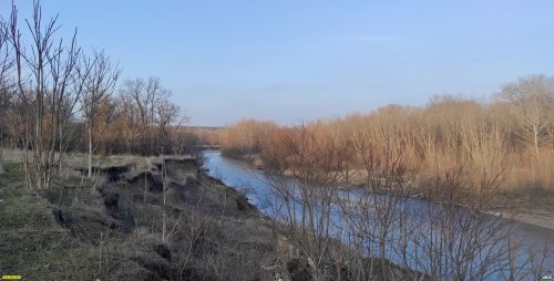 Айлант на окраине Заветного леса на левом берегу реки Уруп