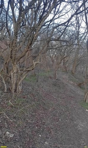 Боярышник пятипестичный в перспективной ООПТ Заветный лес  