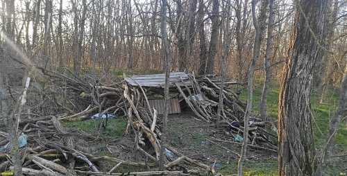 Робиния лжеакация и гледичия трёхколючкова в перспективной ООПТ Первомайский лесопарк