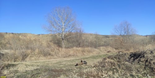 Тополь белый в перспективной ООПТ Юбилейный лес