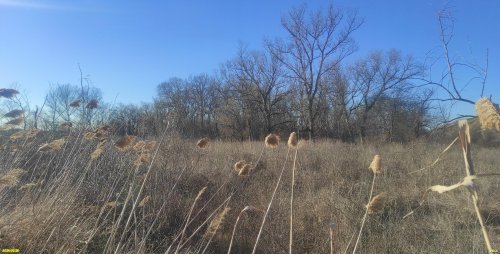 Коренной пойменный лес в перспективной ООПТ Юбилейный лес