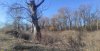Тополь чёрный в перспективной ООПТ Юбилейный лес