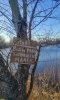 Тополь белый в перспективной ООПТ Юбилейный лес