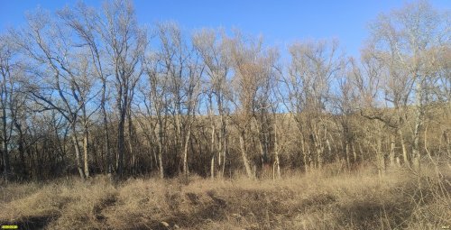 Тополь чёрный и белый в перспективной ООПТ Юбилейный лес