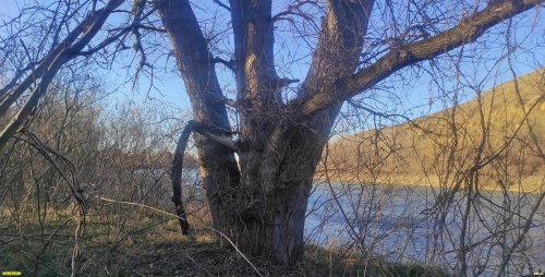 Тополь чёрный в перспективной ООПТ Юбилейный лес