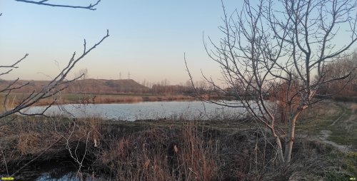 Грецкий орех в перспективной ООПТ Краснополянский лес