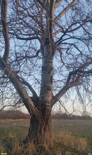 Тополь белый в перспективной ООПТ Краснополянский лес