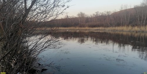 Аморфа в перспективной ООПТ Краснополянский лес