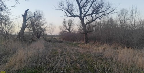 Ивы в перспективной ООПТ Краснополянский лес