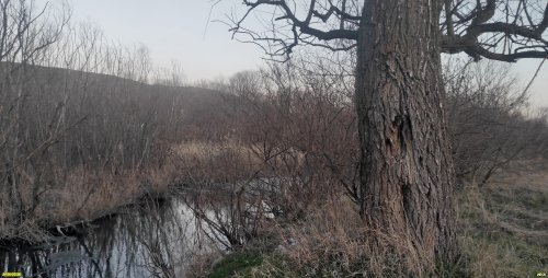 Ивы в перспективной ООПТ Краснополянский лес