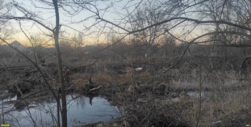 Робиния лжеакация в перспективной ООПТ Краснополянский лес