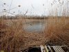 Заросший тростником берег реки Кочеты в перспективной ООПТ Кочетинский берег