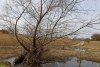Ива в перспективной зелёной зоне в хуторе Восточный (1)